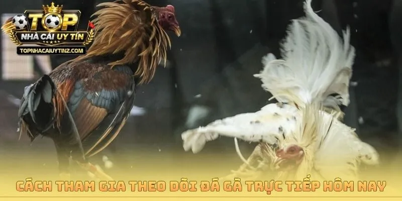 Cách tham gia theo dõi đá gà trực tiếp hôm nay