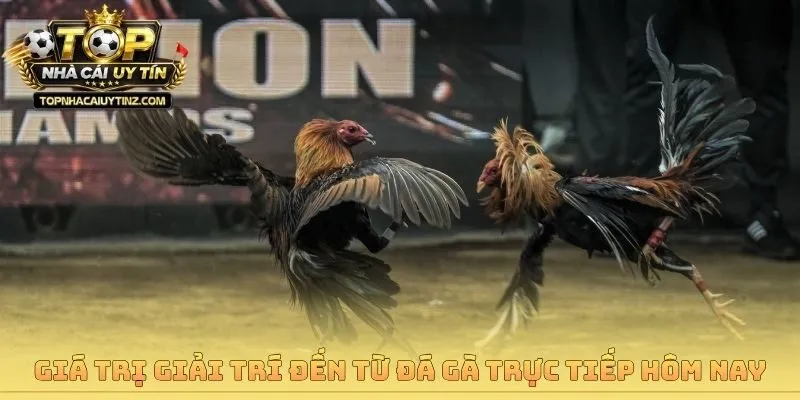 Giá trị giải trí đến từ đá gà trực tiếp hôm nay